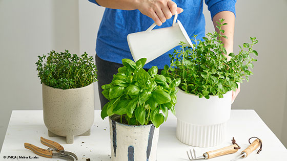 Kräuter am Fensterbrett