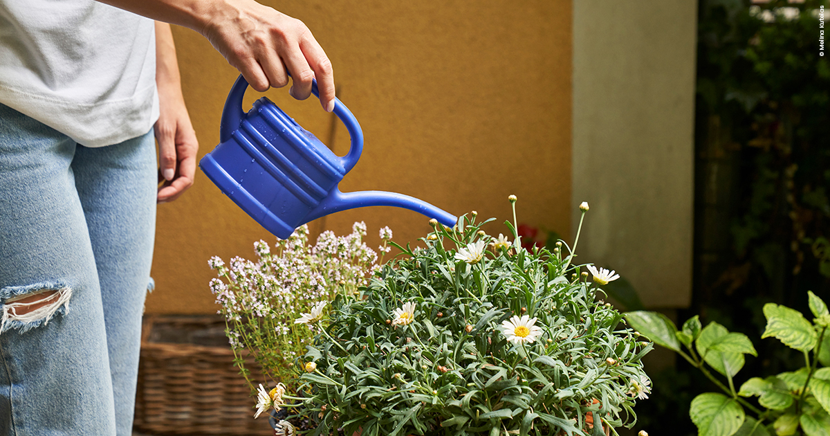Blumen werden gegossen mit einer Gießkanne