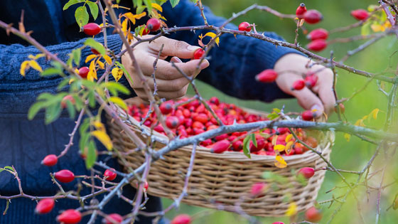 Wildfrüchte und Hagebutten sammeln