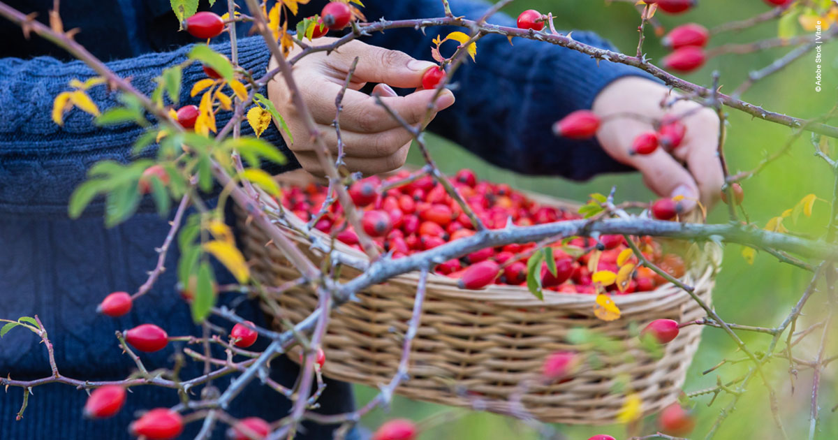 Haende pfluecken Hagebutten 