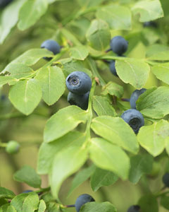 Heidelbeeren