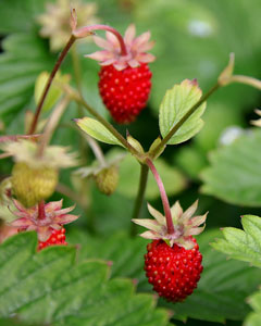 Walderdbeeren