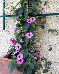 Schwarzäugige Susanne - Kletterpflanze mit grünen Blättern und rosa Blüten