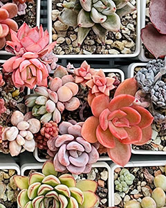 Viele gelbe und rötliche Sukkulenten