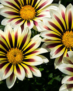 Mittagsgold - große Blüten in weiß, dunkelrot, gelb