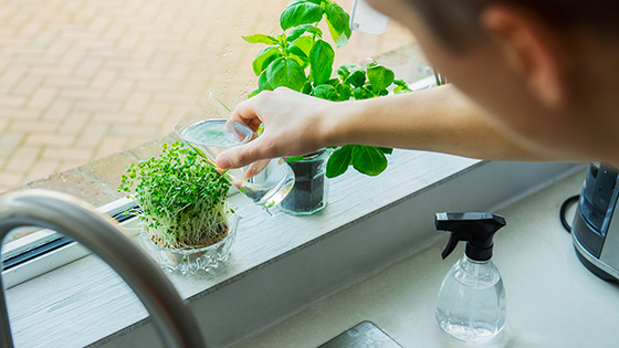 Kräuter am Fensterbrett