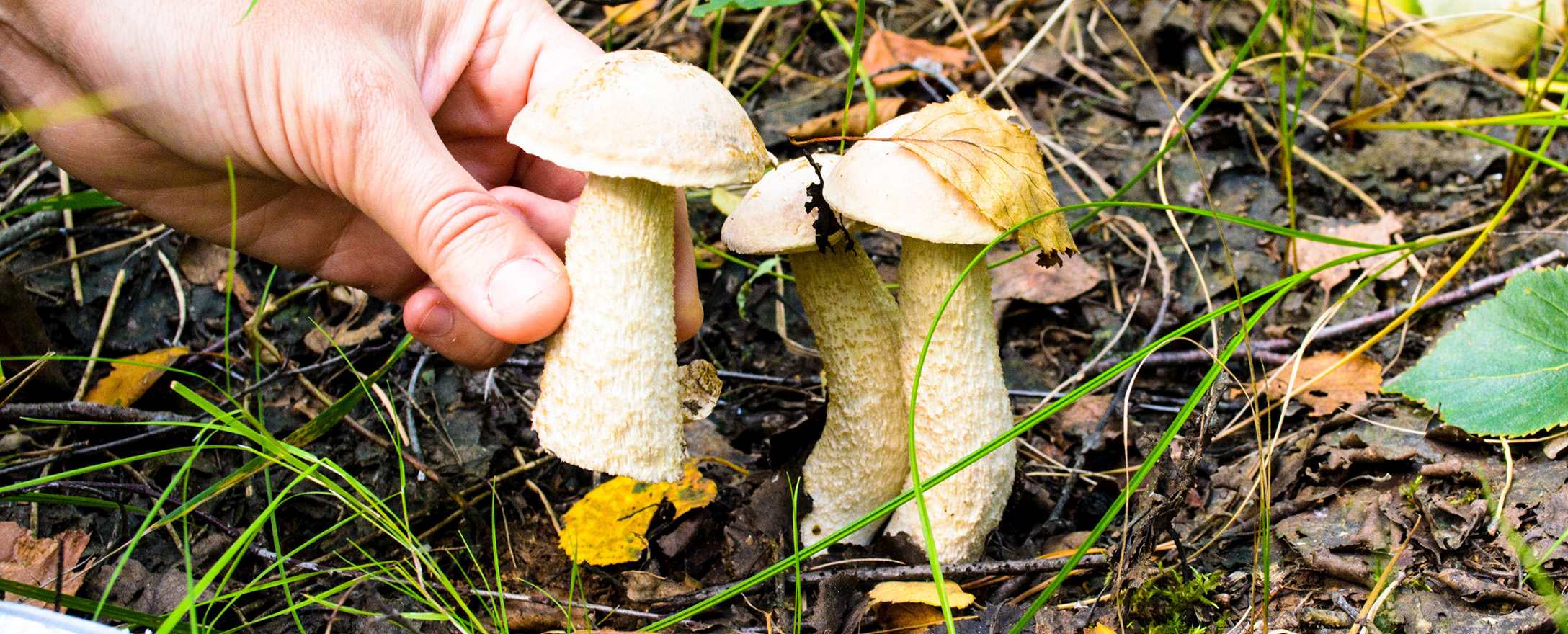 Hand sammelt Pilze in Wald
