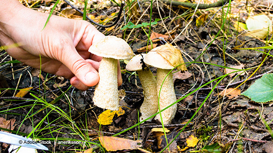 jemand schneidet pilze ab