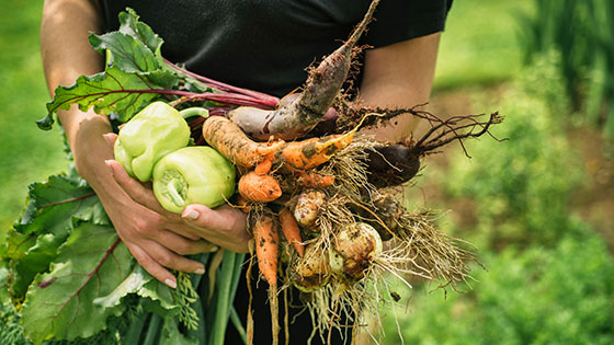 frisch geerntetes Gemüse