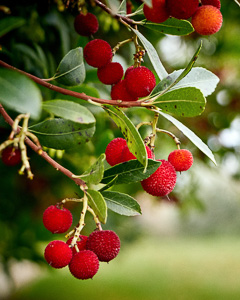 Erdbeerbaum (Arbutus unedo)