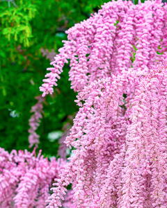 Frühlings-Tamariske (Tamarix parviflora)