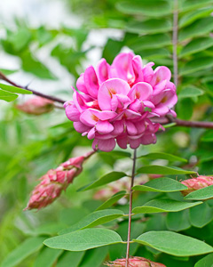 Rosenakazie (Robinia hispida)