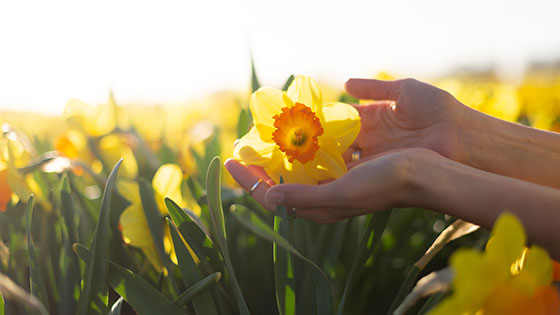 Hände umfassen Narzissenblüte
